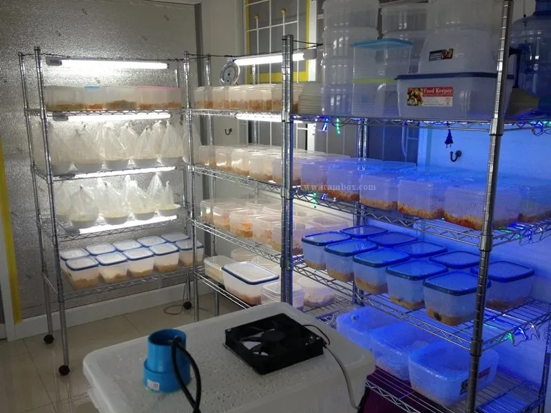 ห้องควบคุมอุณหภูมิเพาะเห็ดถั่งเช่า